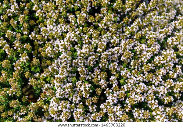 Flowering Thyme Summer Garden Thymus Vulgaris Stock Photo Edit