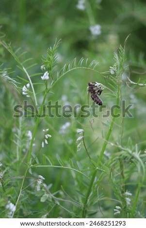 flowering tiny Vetch with Bee