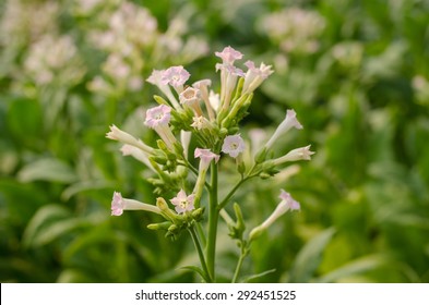 Flowering Tobacco Plants (Nicotiana Tabacum)