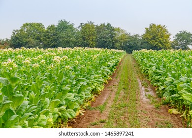 Flowering Tobacco Plants On Tobacco Field And Rain. Country Tobacco Industry 