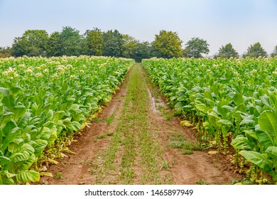 Flowering Tobacco Plants On Tobacco Field And Rain