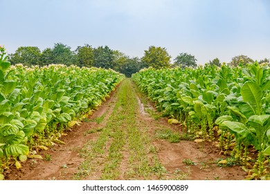 Flowering Tobacco Plants On Tobacco Field And Rain