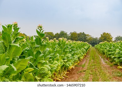 Flowering Tobacco Plants On Tobacco Field In Rain Wetter, Countryside