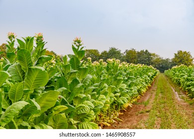 Flowering Tobacco Plants On Tobacco Plantation And Rain