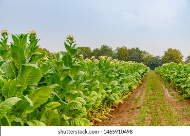 Flowering Tobacco Plants On Tobacco Plantation And Rain