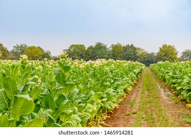 Flowering Tobacco Plants On Tobacco Plantation And Rain