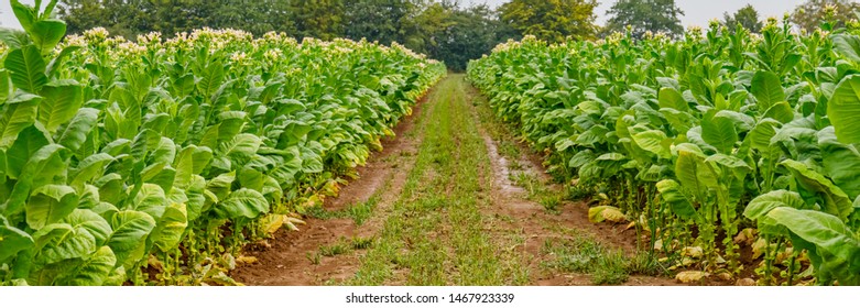 Flowering Tobacco Plants On Tobacco Plantation Field And Rain, Banner