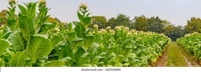 Flowering Tobacco Plants On Tobacco Plantation And Rain, Banner