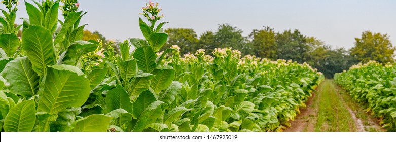 Flowering Tobacco Plants On Tobacco Plantation And Rain, Banner