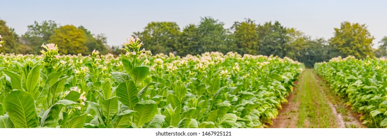 Flowering Tobacco Plants On Tobacco Plantation And Rain, Banner