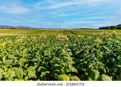 Flowering Tobacco Plants On Tobacco Plantation Field