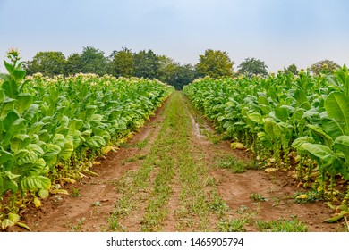 Flowering Tobacco Plants On Tobacco Rows Field And Rain