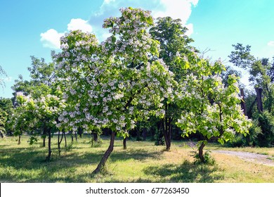 Flowering tree Catalpa bignonioides. White flowers and green leaves