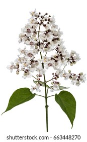 Flowering tree of Catalpa, lat. Catalpa speciosa, isolated on white background