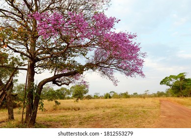 Flowering Tree In Chapada Dos Guimarães National Park