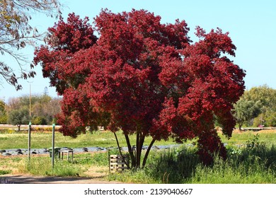 Flowering Tree Of Dodonaea, Sapindaceae