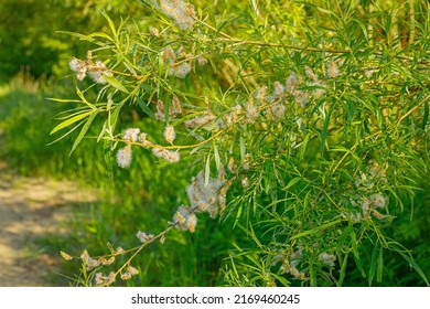 Flowering Tree Fluffy Seed Tree Willow.