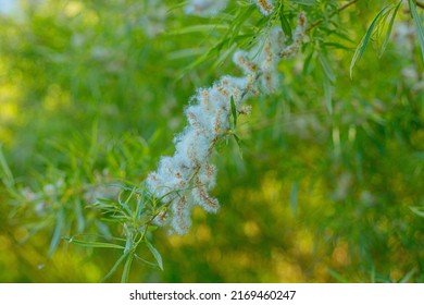 Flowering Tree Fluffy Seed Tree Willow.