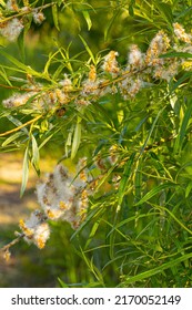 Flowering Tree Fluffy Seed Tree Willow.