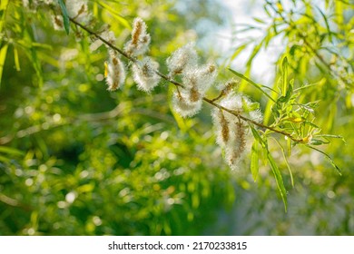 Flowering Tree Fluffy Seed Tree Willow.