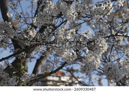 Flowering tree in full spring splendour