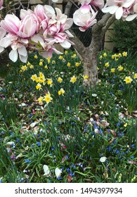 Flowering tree and garden flowers in spring