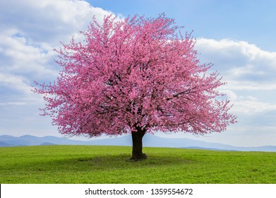 Flowering tree of Japanese sakura in spring. One tree on green meadow.Single or isolated cherry tree on the horizon. Landscape, scenery or countryside in spring time with green grass in the field.