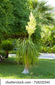 Flowering Tree Nolina In The Park