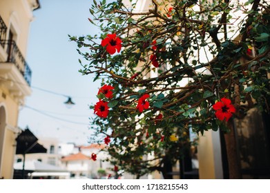 A flowering tree in the old city of Zakynthos. Flowers in a city on the island of Zakynthos