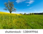 Flowering Tree Surrounded by Sloping Meadows, Switzerland
