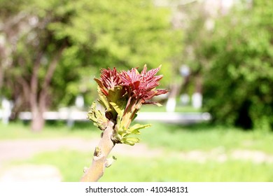 Flowering trees