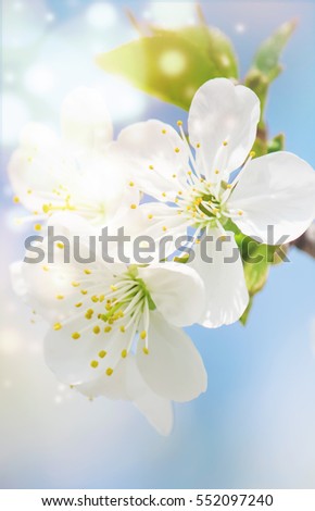 Similar – Blütenbirnenbaum mit weißen Blüten