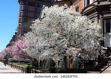 Flowering Trees On Commonwealth Avenue In Boston