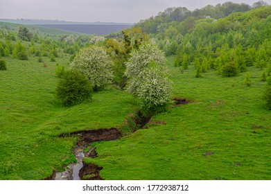 Flowering trees on the hillsides and the formation of a ravine. Soil erosion. Spring season. Ukraine. Europe.