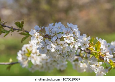 Flowering trees in spring