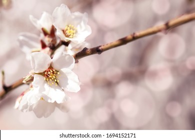 Flowering trees, spring flower in pastel processing, space for text