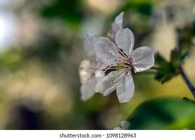 Flowering trees in the spring. Selective focus.