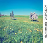Flowering Trees Surrounded by Sloping Meadows in Switzerland