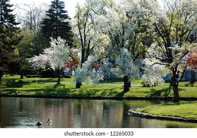 Flowering Trees-Flowering trees on Mirror Lake Forest Lawn-Buffalo,New York