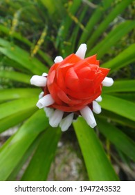 A Flowering Tufted Airplant In The Natural Background