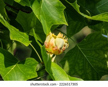 Flowering tulip tree (liriodendron tulipifera). Macro shot of pale green and yellow flower with an orange band on the tepals among green leaves - Shutterstock ID 2226517305