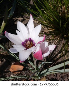 Flowering Tulipa Clusiana Peppermint Stick Tulip