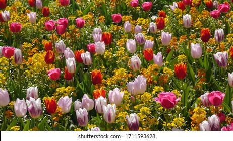 Flowering Tulips Bulbs In Spring Sunshine