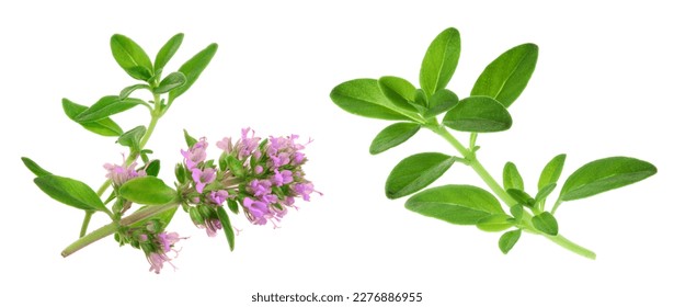 flowering twig thyme spice isolated on white background - Shutterstock ID 2276886955