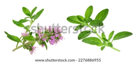 flowering twig thyme spice isolated on white background
