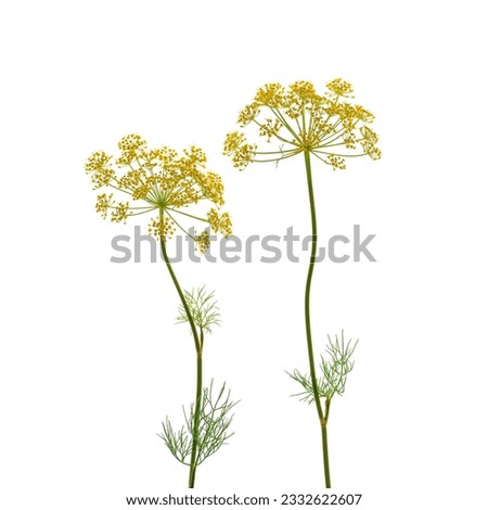 Flowering umbrella flowers of dill on a white background. Top view, flat lay. Creative layout.