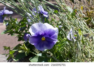 Flowering Of Viola Plant Into Green Spring  City Park  