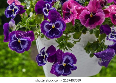 Flowering Viola Plant In A Pot With Rain Dew Drops On A Background Of Green Vegetation