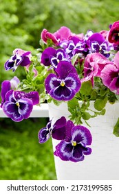 Flowering Viola Plant In A Pot With Rain Dew Drops On A Background Of Green Vegetation