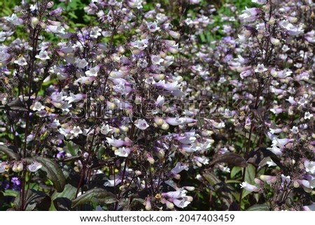 Flowering violet beardtongue 'Dark Towers' (Penstemon)